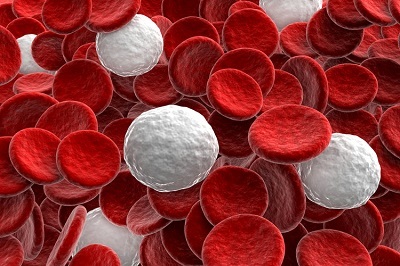 Повышены лейкоциты в крови: что это значит, причины