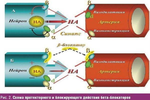 Бета-блокаторы от гипертонии