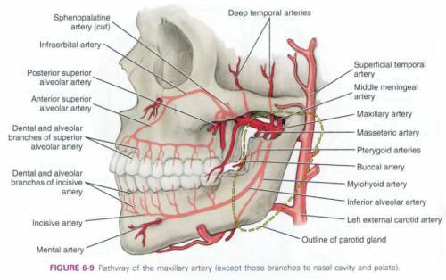 Внутренняя сонная артерия