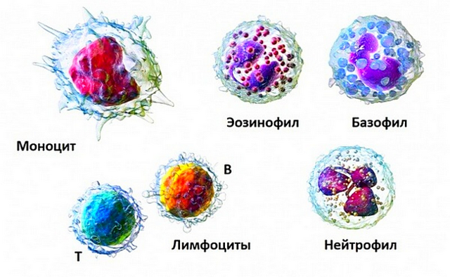Лейкоциты, их классификация, свойства и функции.