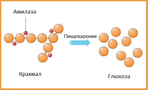 Альфа-амилаза в крови повышена
