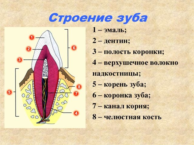 Периостит зуба: виды, причины, симптомы и лечение