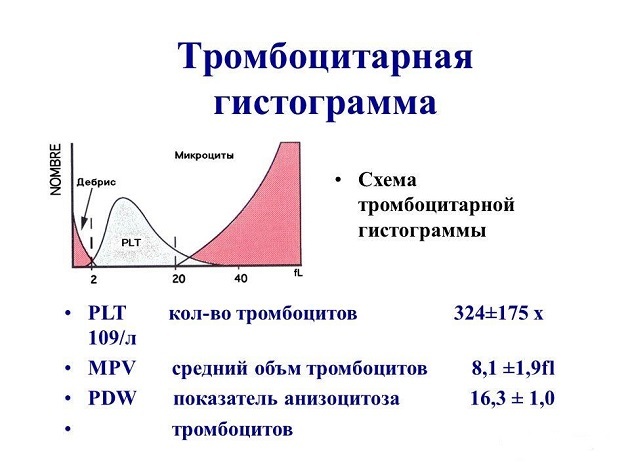 Средний объем тромбоцитов повышен - Гид-медик