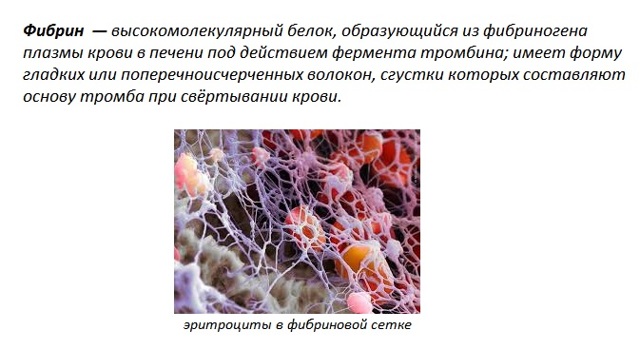 Клетки крови человека функции