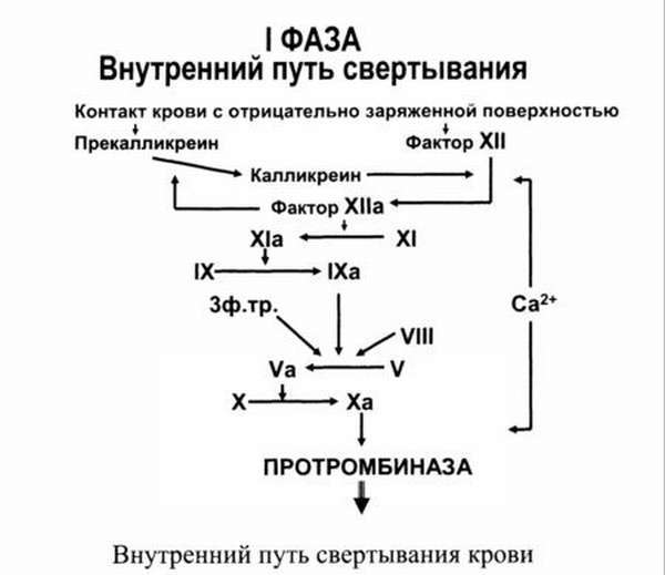 Свертывание крови. Схема свертывания крови
