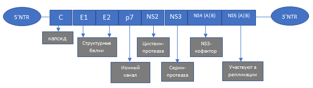 Анти-HCV положительный: что это значит, расшифровка