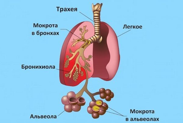 Сироп Амброгексал: инструкция по применению для детей и взрослых, отзывы