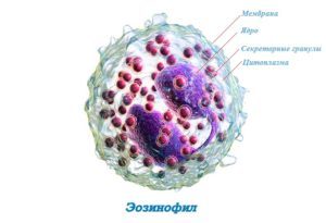 Функции и значение эозинофилов