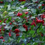 Народные средства от высокого давления