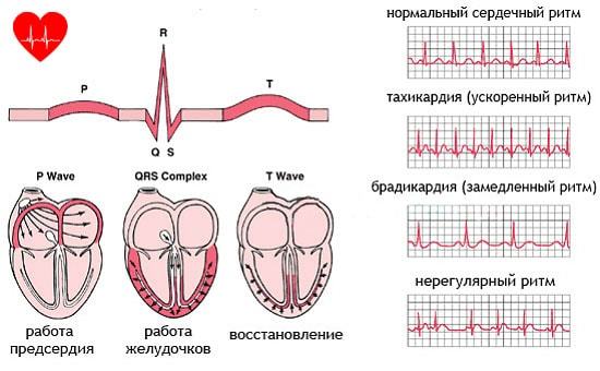 Нарушение ритма сердца — Причины и основные признаки сердечного ритма, методы лечения, советы врачей