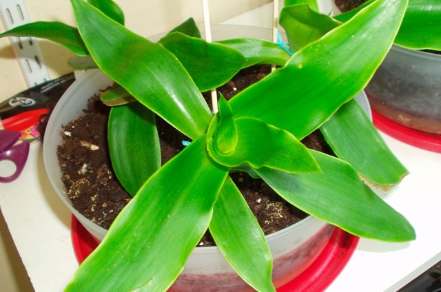 Как почистить сосуды в домашних условиях быстро и эффективно