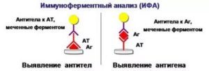 Чем отличаются антитела igg от igm