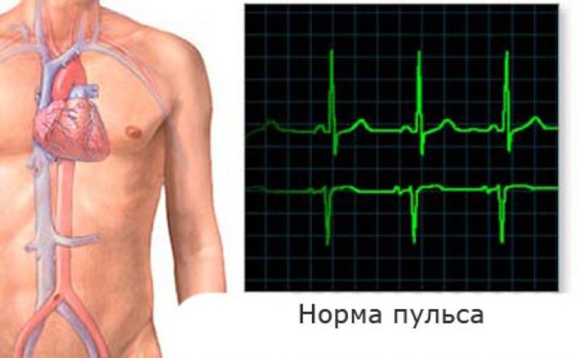 Нормальный пульс у взрослого человека