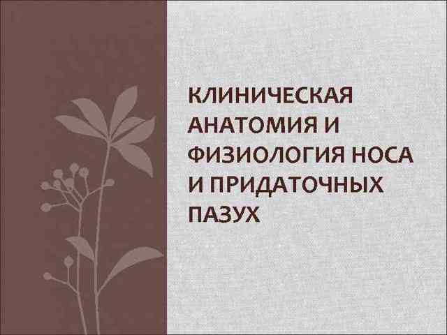 Клиническая анатомия носа. Кровоснабжение полости носа