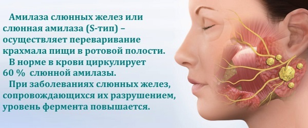 Альфа-амилаза в крови повышена