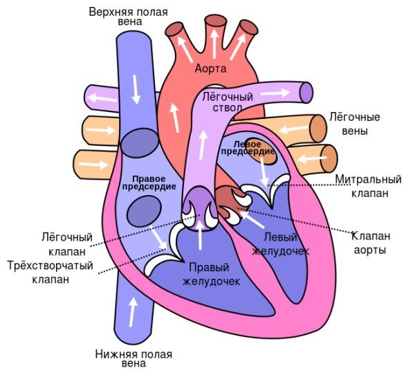 Строение сердца анатомия