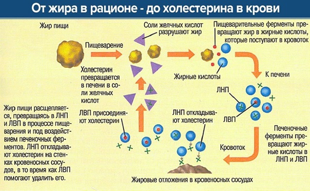 Триглицериды - что это такое и что показывает