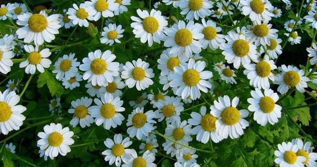 Геморрой при беременности - чем и как лечить геморрой беременной?