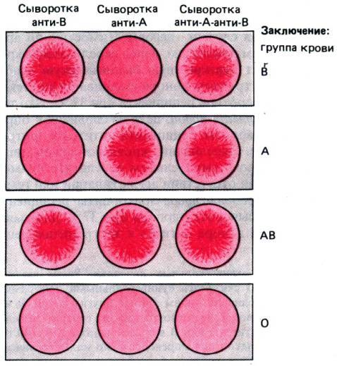 Какая группа крови будет у ребенка{amp}gt; группы крови родителей и детей