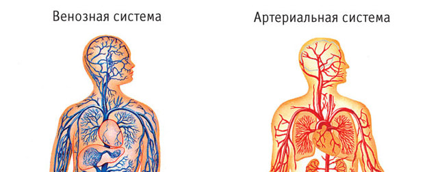 Венозная кровь человека в отличие от артериальной. Отличия венозной и артериальной крови