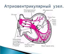 Блокада сердца 1–2 степени — что такое и как лечить?