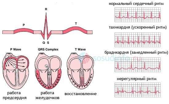 Нормальный пульс человека — Таблица показателей по возростам, нормы и показатели ритма