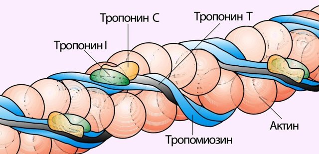 Тропониновый тест при инфаркте миокарда – что это такое: инструкция по проведению и расшифровка теста на тропонин