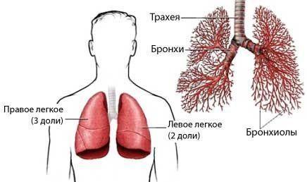 Прожилки крови в мокроте при кашле