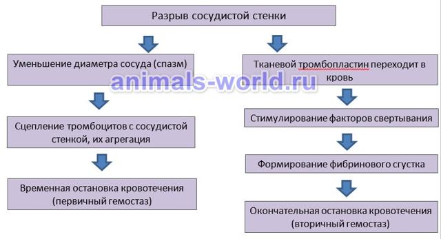 Свертывание крови. Схема свертывания крови
