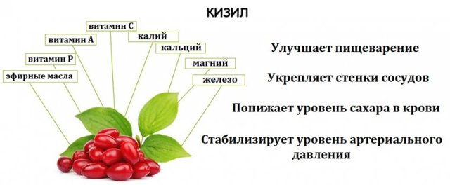 Кизил от геморроя: лечение и полезные свойства
