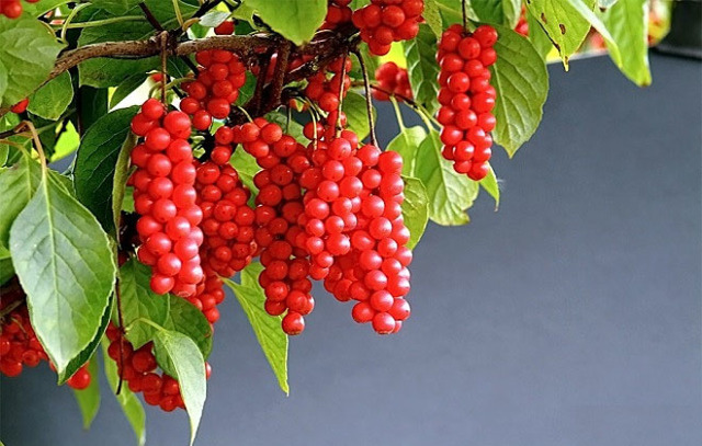 Как быстро поднять давление в домашних условиях: таблетки и народные средства