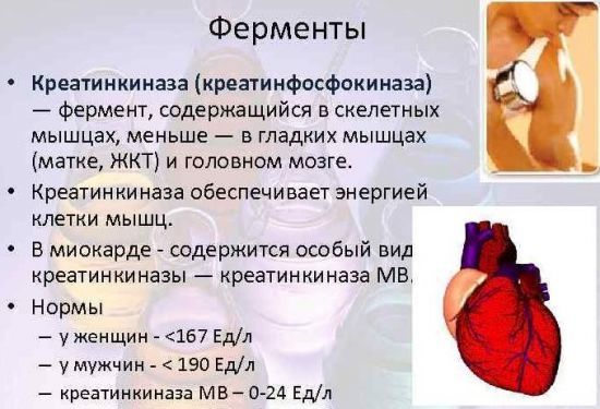 Повышена креатинкиназа в крови: причины, общая информация