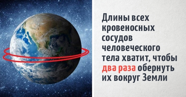 Артерии: роль и функция. Болезни артерий