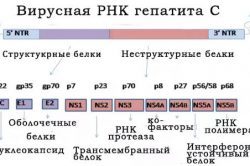 Качественный анализ на гепатит С: определение РНК вируса 2019