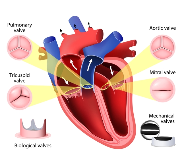Сердце человека: анатомическое строение, функции, принцип работы