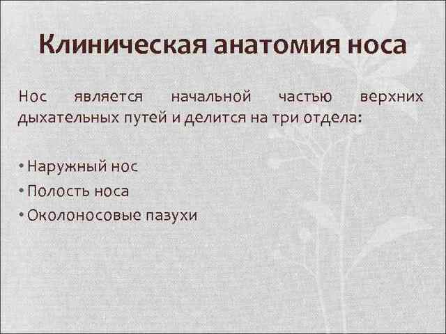 Клиническая анатомия носа. Кровоснабжение полости носа