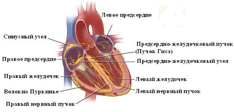 Аритмия у детей: симптомы, лечение, причины
