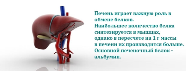 Альбумин в крови понижен: причины и как поднять