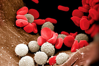 Функции лейкоцитов – за что отвечают? - Диагностика