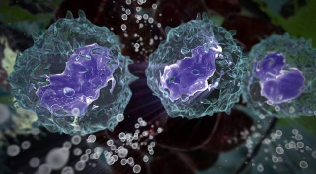 Повышены моноциты у взрослого: причины