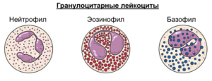 Что такое Лейкоцитарная формула?