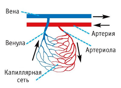 Артерии: роль и функция. Болезни артерий