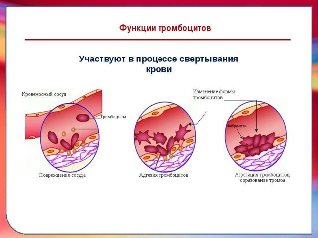 Агрегация тромбоцитов - что это такое, значение нормы, сниженные и повышенные показатели