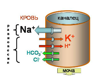 Анализ крови на электролиты - что это, нормы электролитов крови