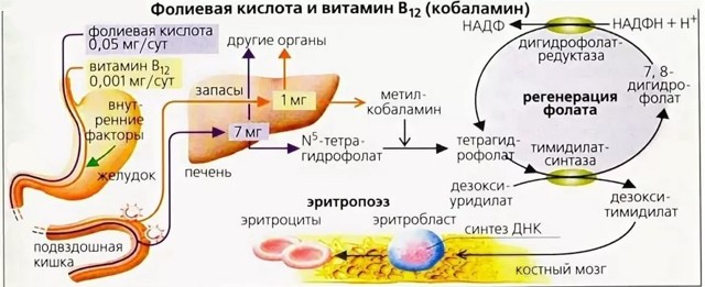 Анализ крови на витамин B12: норма у женщин и мужчин, причины повышения и снижения уровня