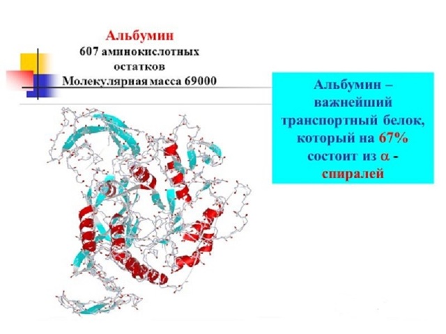 Белки плазмы крови – их функции в организме, фракции и их характеристика