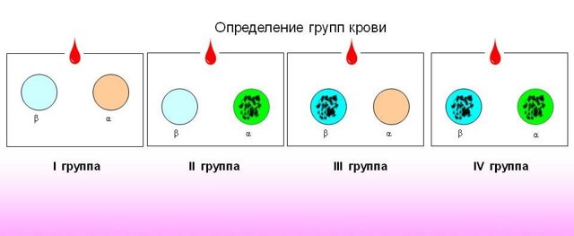 Как узнать свою группу крови: с помощью цоликлонов, стандартными сыворотками, алгоритм действий, инструменты и методы
