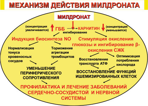 Милдронат (мельдоний): применение в бодибилдинге и спорте. Как принимать милдронат и мексидол?