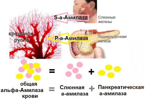 Альфа-амилаза в крови повышена