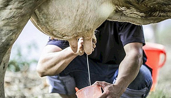 Хвороби корів: причини, симптоми, способи лікування, профілактика тварин